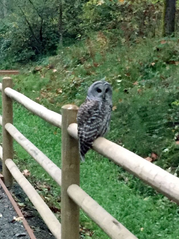 Kirkland resident Colin Jackson snapped this photo of an owl on the Cross Kirkland Corridor early in the morning this week.