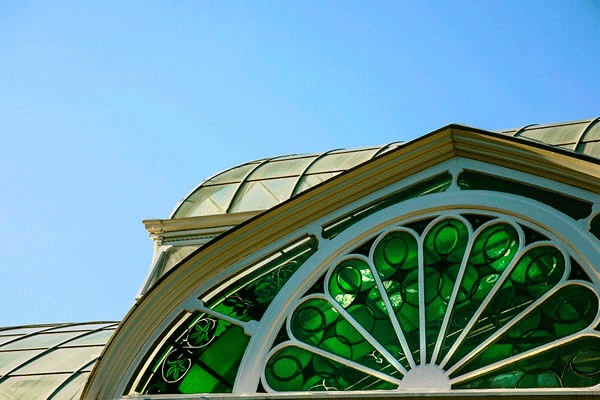 Conservatory Peacock