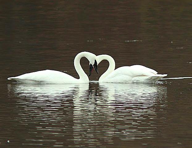 A pair of trumpeter swans at Juanita Bay Park