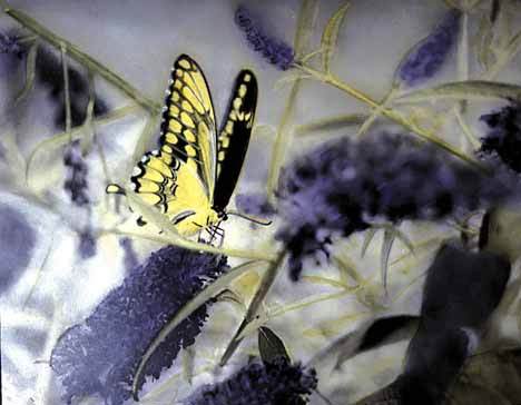An oil painting of a butterfly titled “Painted Lady” created by Bridgett Ezzard.