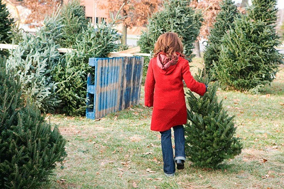 The Kiwanis Club of Kirkland's tree lot will be located in the parking lot at Juanita Beach Park. It opens Friday