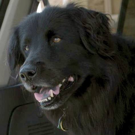 Mandy the dog was ran away after a car accident and her owner is looking for her.