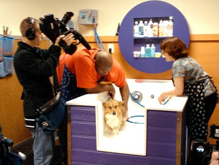 An Animal Planet cameraman films actor Bob Sapp washing a dog during a film shoot at PupScrub in Kirkland on Oct. 29.