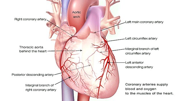 A Heart Attack occurs when the blood flow that brings oxygen to the heart muscle is severely reduced or stopped. This happens because coronary arteries that supply the heart with blood can slowly become thicker and harder from a buildup of fat