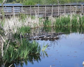 Turtles lined up on a log enjoy the sunshine in Juanita Bay Park.