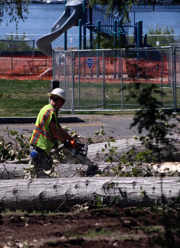 A DMSL Construction Inc. employee works to remove trees from Juanita Beach Park last summer. The project was scheduled to be completed on Wednesday. The city terminated its contract with the company Friday because renovations were not finished on time.
