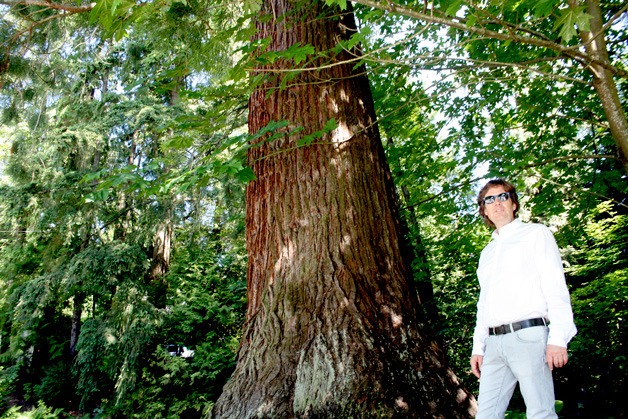 Richard Atlig stands next to a Sequoia tree on his property in the Kirkland Highlands neighborhood. His property is a part of the Lake Washington Symphony Orchestra gardens tour