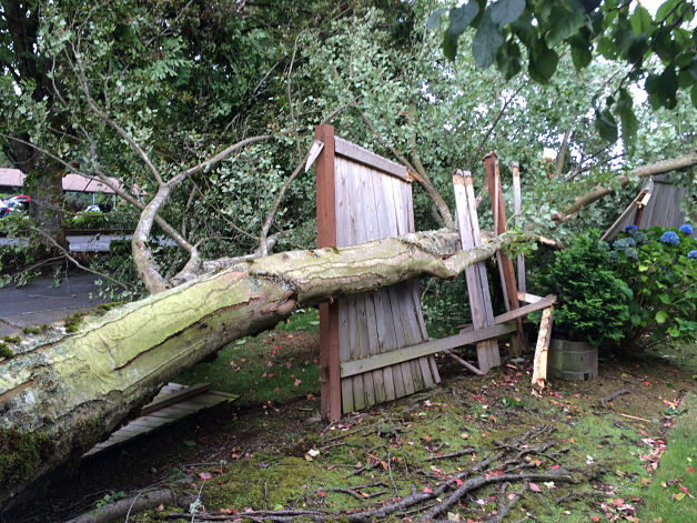 The high winds on Saturday resulted in a lot of downed trees