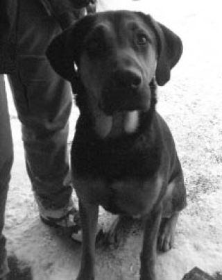 This black and tan color hound-mix dog was found by neighbors walking last Sunday in the Highlands neighborhood of Kirkland.