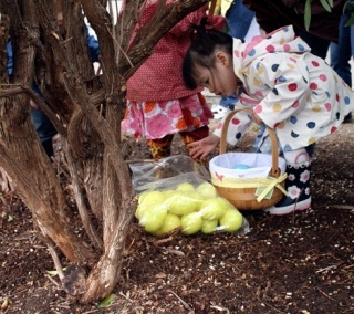 One-year-old Muriel Khoo reaches for an Easter egg hidden under a bush outside of Lake Washington United Methodist Church in Kirkland on Saturday