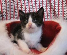 MEOW cat rescue in Kirkland is hosting its annual Holiday Bazaar and Open House event on Dec. 4.