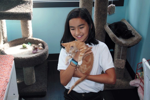 Julia Rhee frequently visits The Whole Cat and Kaboodle with her mom to play with the kittens that are sometimes up for adoption. The new business opened in Houghton last May.