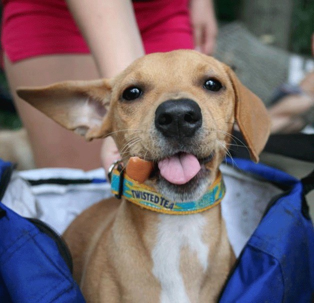 Kirkland resident Tracy Borders creates dog collars - such as the one pictured - luggage tags and wallets out of recycled goods.