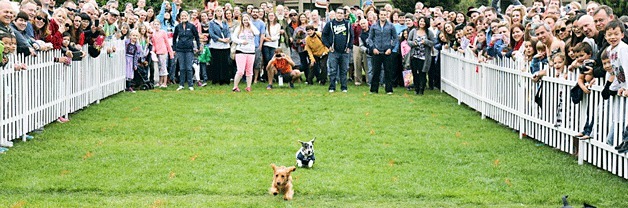 Registration has opened for The Third Annual Great Kirkland Wiener Dog Races as a part of Kirkland's Oktoberfest celebration.