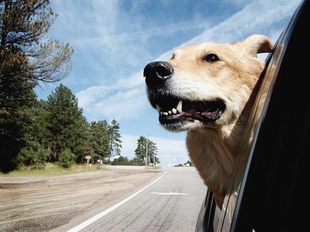 Pet licensing canvassing will begin in Kirkland neighborhoods at the beginning of April.