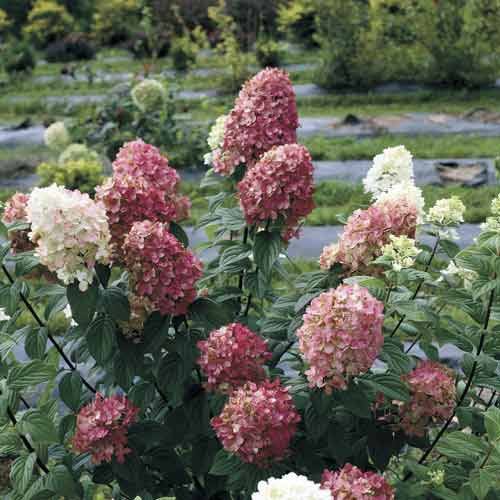 This year’s “Fire Light” hydrangea.