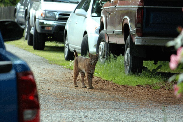 Kirkland resident Irv Bjorkheim spotted this bobcat roaming between some cars in his North Rose Hill neighborhood on June 25.