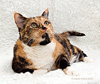Maggie is available for adoption at Meow Cat Rescue in Kirkland.