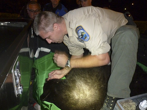 A officer with Department of Fish and Wildlife puts eye drops into the bear captured outside of the Fred Meyer along 120th Ave NE late Thursday night.