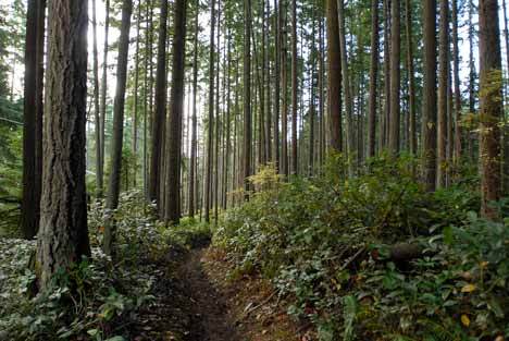 Bridle Trails State Park along 132nd Ave. NE near NE 54th Place on Dec. 3.