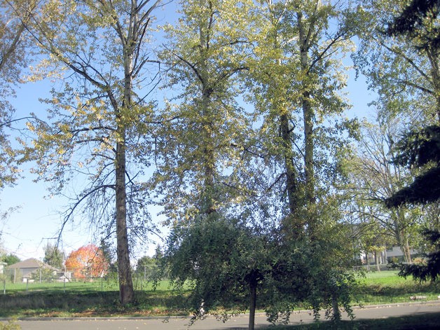 Cottonwood trees at Carl Sandberg Elementary in Kirkland.