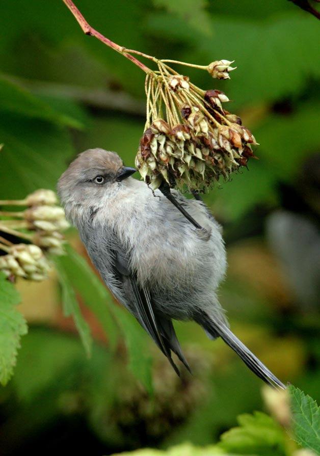 A Bushtit on a Ninebark plant.