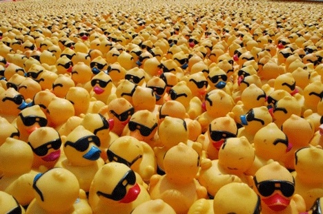 Rubber ducks line up for the Kirkland Rotary's Duck Dash in years past.