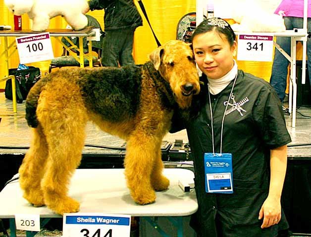 Kirkland Airedale Terrier