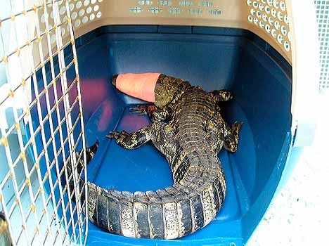 Alligator removed from Kirkland garage by King County Animal Control | Kirkland Reporter Alligator removed from Kirkland garage by King County Animal Control | Kirkland Reporter