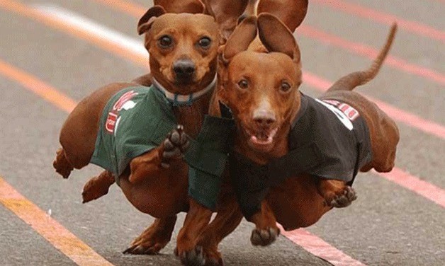 The Kirkland Oktoberfest