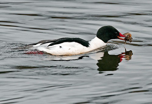 A common merganser makes a catch at Juanita Bay Park’s Forbes Creek on Feb. 21.