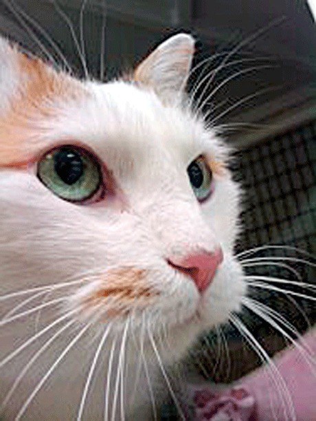 Callie is a beautiful 11-year-old calico girl at Meow Cat Rescue in Kirkland.