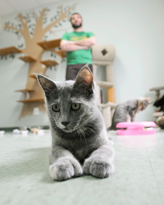 A kitten pauses in the free roaming room as shelter manager Jason Thompson talks about the adoption process at Meow Cat Rescue and Adoption in Kirkland on Tuesday. The shelter is currently overcrowded and needs families to adopt and foster a cat.