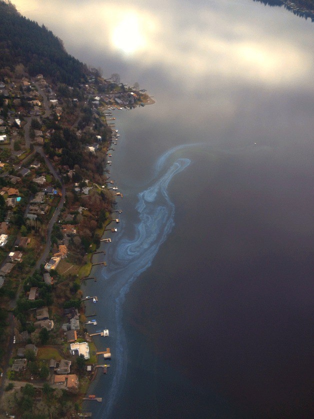 Toxic algae blooms are common on Lake Washington