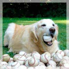 This golden retriever from Kirkland has a nose for finding baseballs