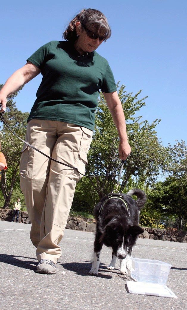 Gwen Jones leads her specially trained dog Molly through samples of water taken from Juanita Creek on Monday at Juanita Beach Park.