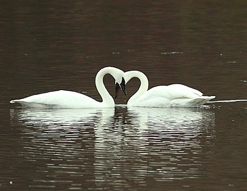 Swans can sometimes be seen in Juanita Bay Park.