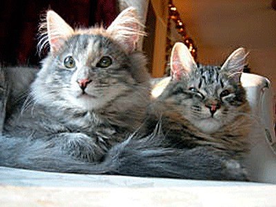 Kittens Chance and Hope are ready to snuggle with you. They are available for adoption at Meow Cat Rescue in Kirland.