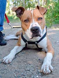Jester didn't find his perfect match at Bow Wow Meow Luau and is still waiting at Wenatchee Valley Humane Society for his new home.