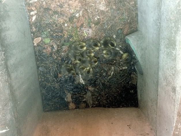 Eleven ducklings were found stranded in a catch basin and rescued by Kirkland Public Works crews.