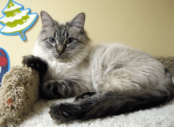 Cupcake is a beautiful 5-year-old lynx point Siamese mix available for adoption at the Purrfect Pals Adoption Room at Kirkland Petco.