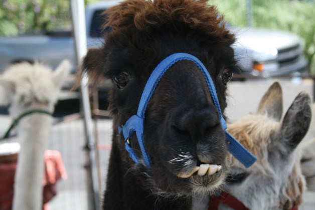 A llama named Besos greets visitors during the opening day of the annual Kirkland Uncorked on Friday afternoon at Marina Park. The event - featuring art