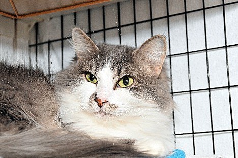 Desi is ready to go home with you at Meow Cat Rescue in Kirkland.