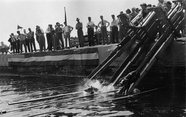 Eighteen pigs make a splash into Lake Washington after they slid down chutes for Kirkland's first water festival: The pig swimming races