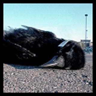 A dead crow that was found and reported to Public Health.