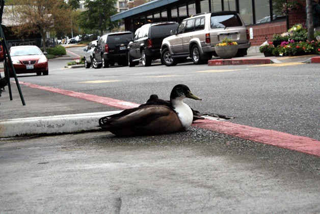 A duck observes human interaction from the sidewalk at Parkplace during a rare sunny day in Kirkland.