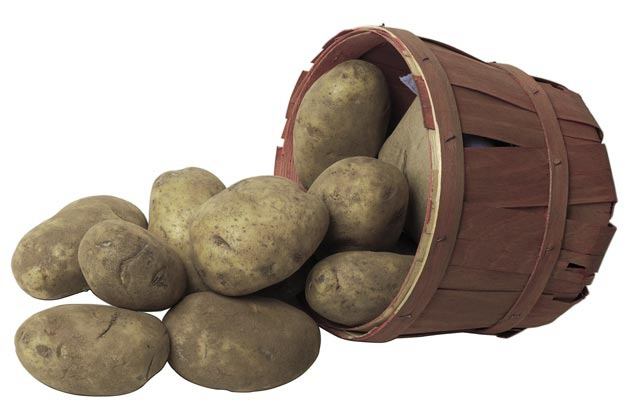 Researchers at Harvard University say that the potato