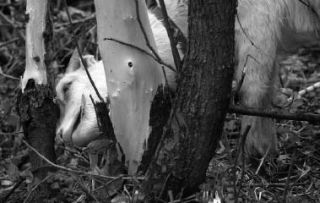 One of a group of 60 goats eats bark from a tree at Cotton Hill Park last Saturday. The goats