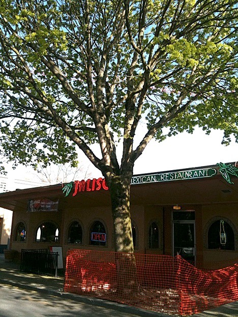 The landmark Norway Maple tree in front of the Jalisco Mexican Restaurant will be removed soon due to safety concerns.