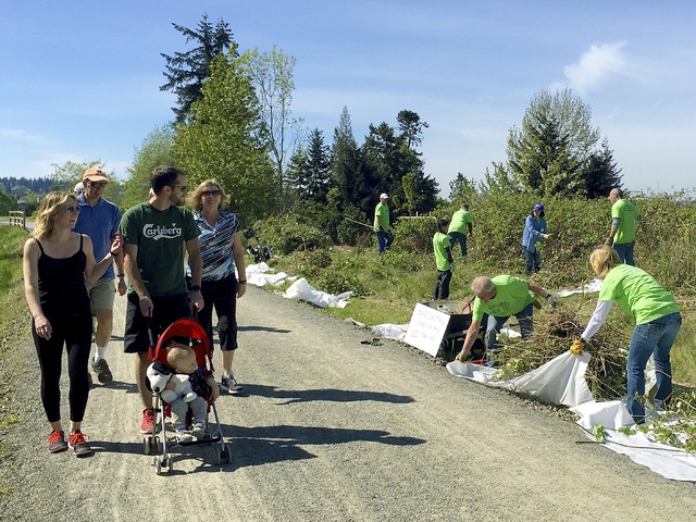 Volunteers from Save Our Trail help to pull blackberry bushes from the side of the Cross Kirkland Corridor earlier this spring. - Photos courtesy of Rob Butcher